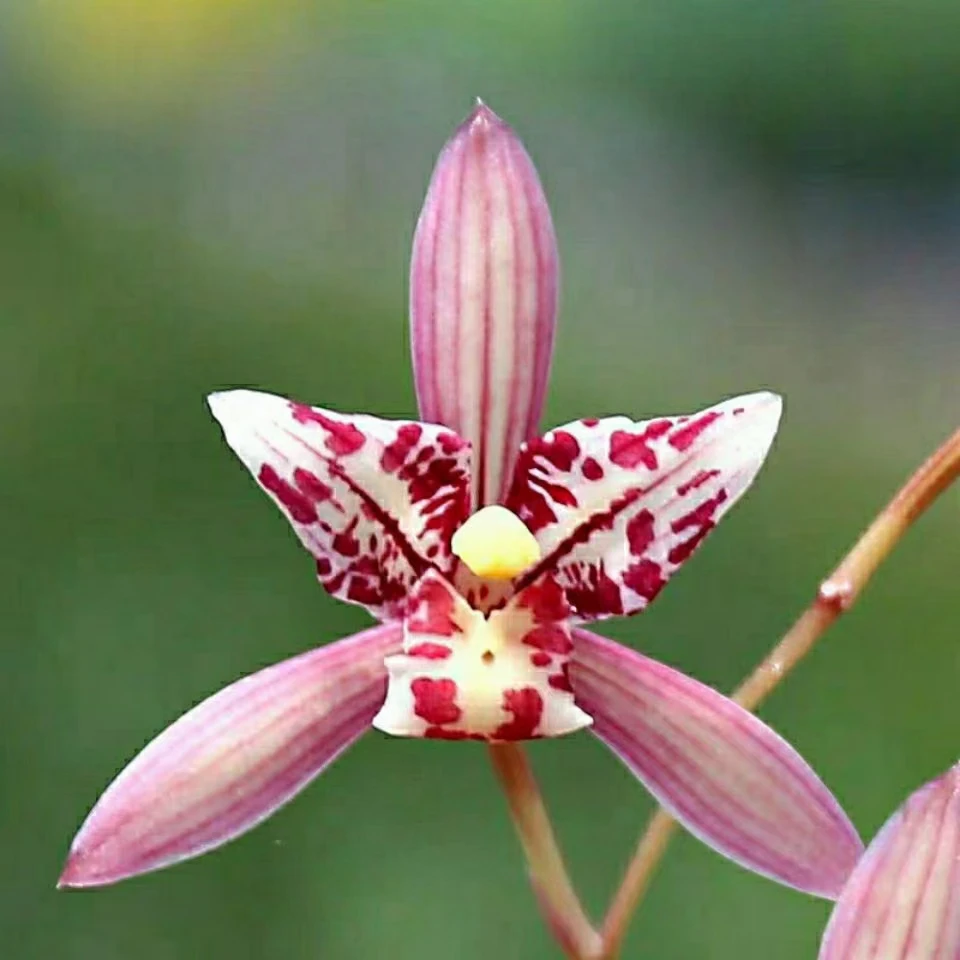 兰花苗 裸根发货 市长红 红猫蕊蝶 白雪公主 文团素 鹤裳素