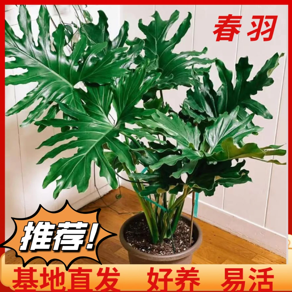 龙鳞春羽绿植室内懒人观叶植物好养易活四季常青吸甲醛净化空气