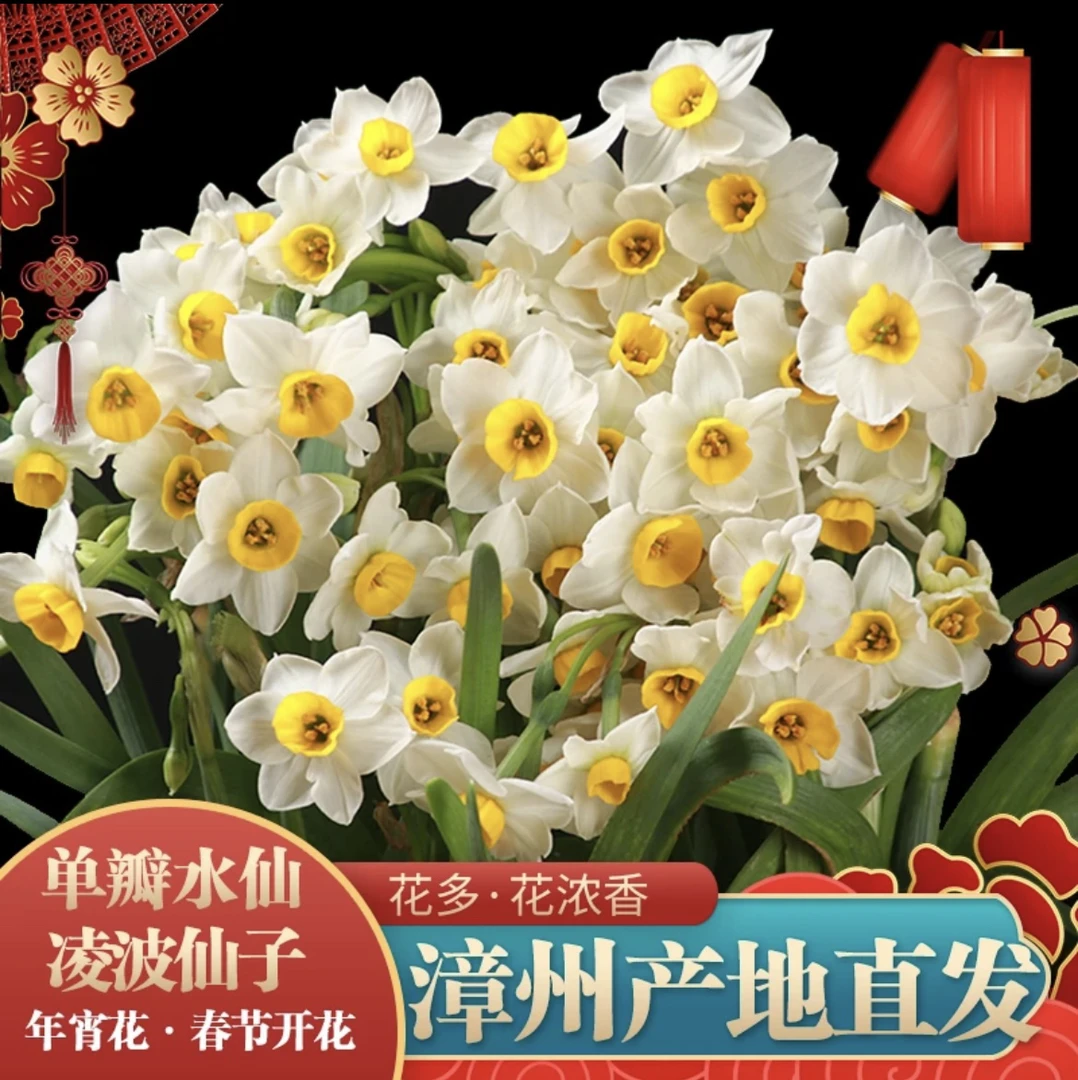 漳州水仙花种球室内水培盆栽耐寒冬季绿植年宵花卉
