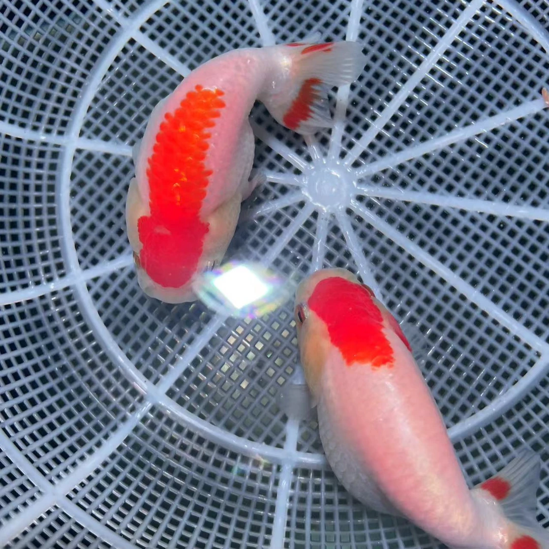 兰寿金鱼活体4-5公分一条