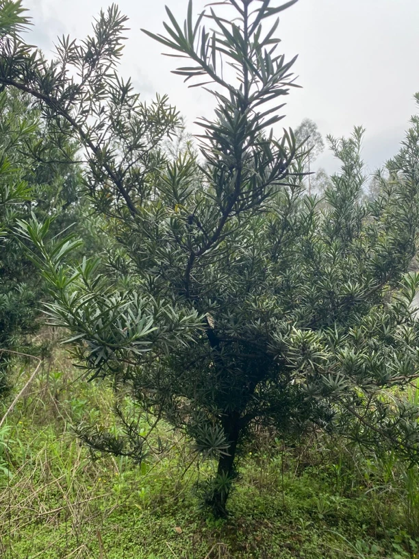 一物一拍 四季常青罗汉松