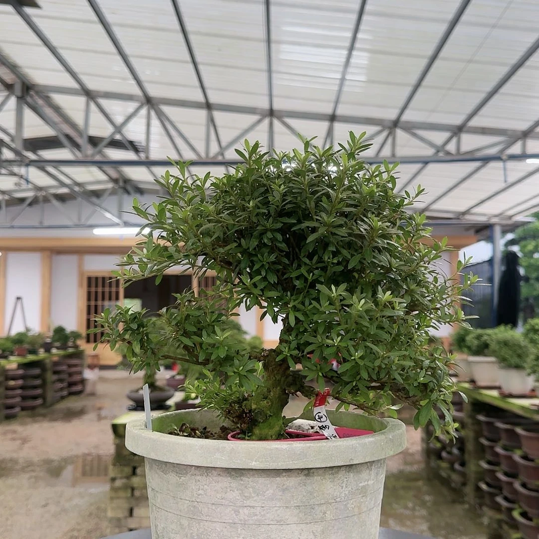 进口皋月杜鹃盆景金采