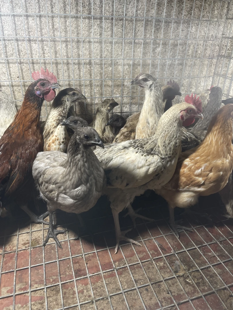 绿壳瓦灰，雪花，丝羽，翻毛，爆花，高产麻羽绿壳土鸡