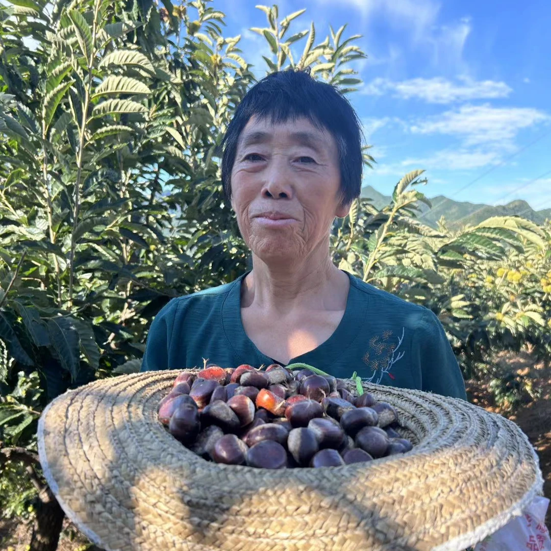 河北青龙燕山栗子2024新下树生鲜甘栗子原产地直发农家自销油栗子