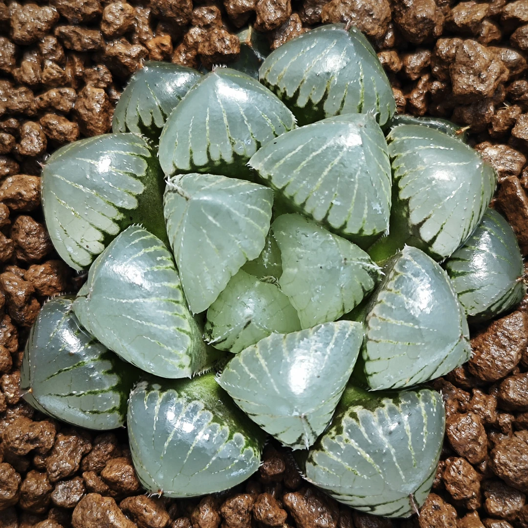 多肉植物十二卷糯窗玉露6-7厘米，带原盆土发货，包邮。