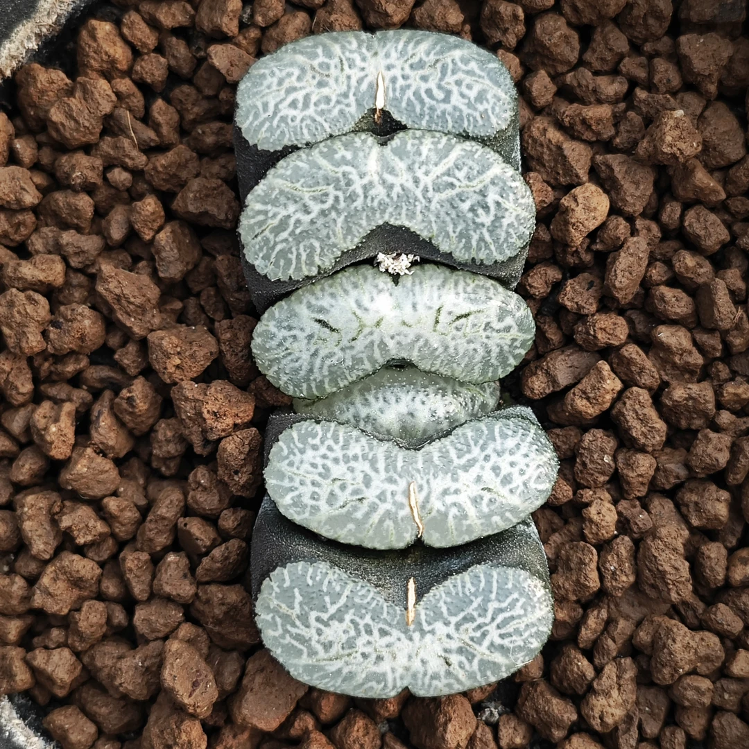 多肉植物十二卷海之蓝玉扇6-7厘米,带原盆土发货,包邮。