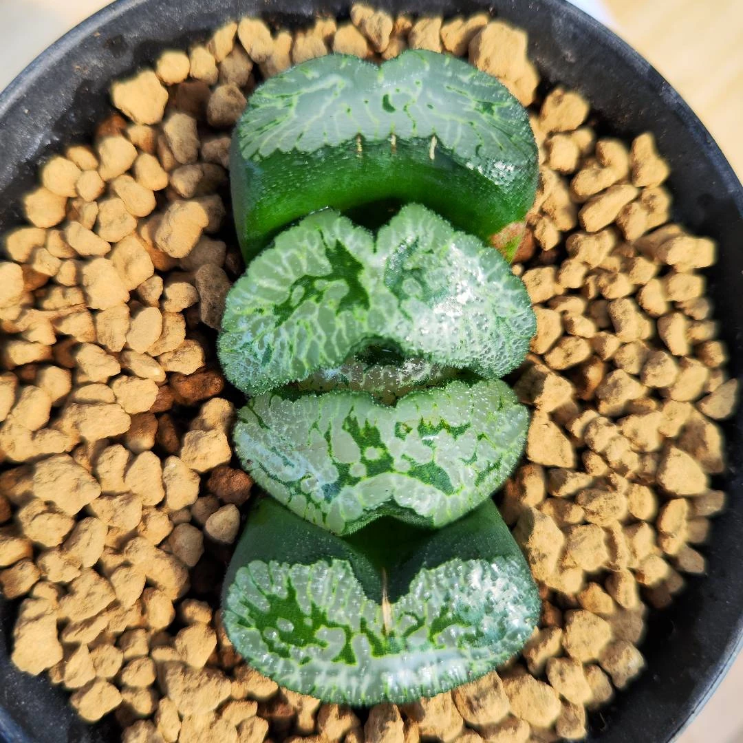 多肉植物十二卷蝴蝶夫人7厘米，带原盆土发货，包邮。