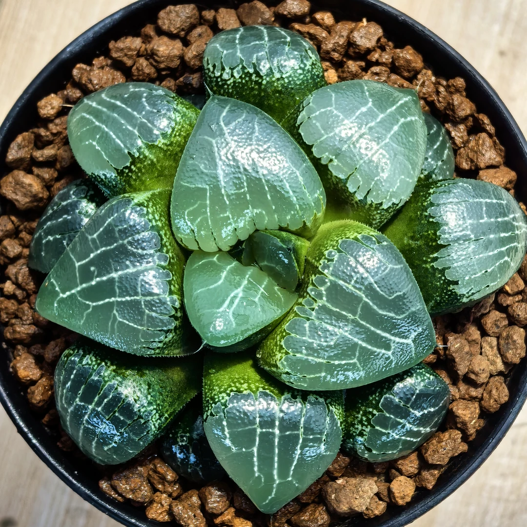 多肉植物十二卷月影8-9厘米,带原盆土发货,包邮