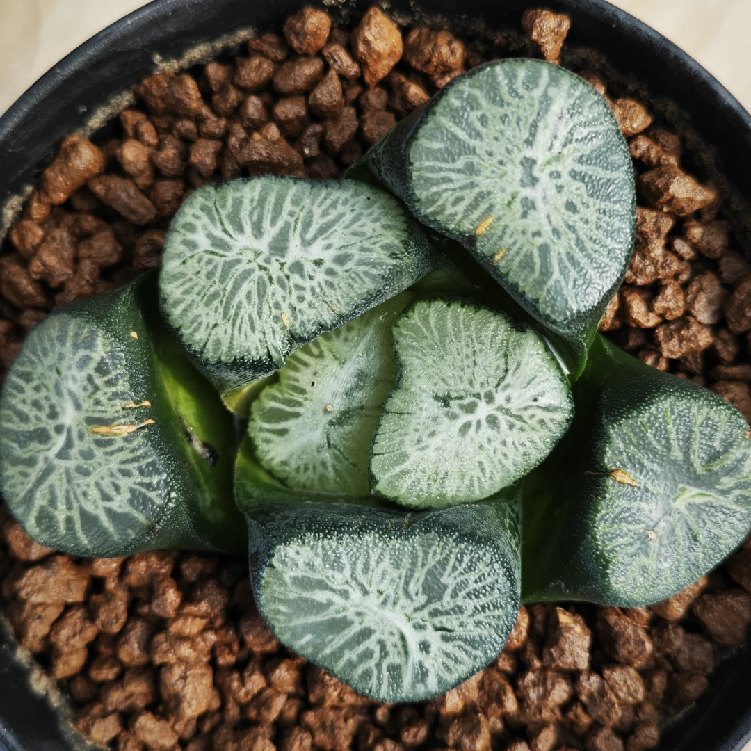 多肉植物十二卷翡翠龙万象7-8厘米，带原盆土发货，包邮。