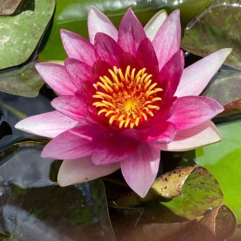【玛珊姑娘】大睡莲苗水缸池塘鱼缸阳台庭院水培植物耐热耐寒