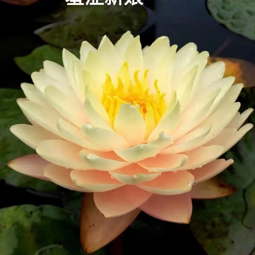 【羞涩新娘】睡莲苗水培植物好养耐寒阳台庭院池塘造景盆栽水生花卉