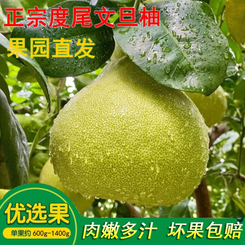 正宗福建仙游度尾文旦柚红心小柚子新鲜现摘应季时令水果