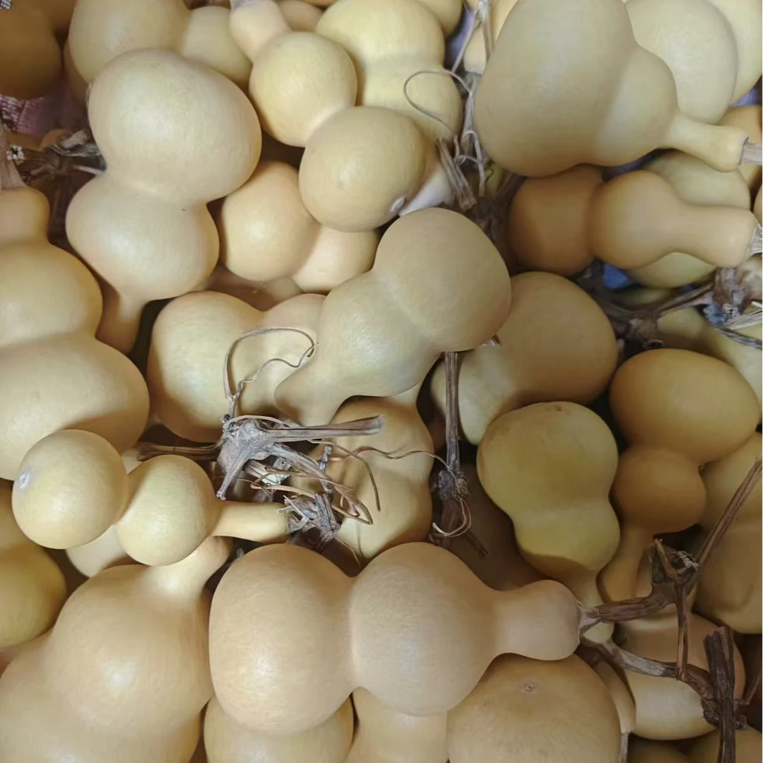 直播间葫芦指定款 不要乱拍 八宝小美果杆子草里金葫芦系列批发