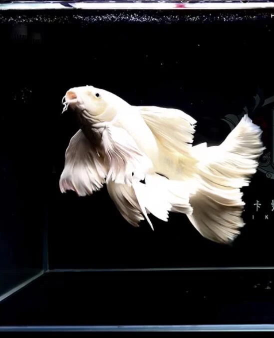 蝴蝶鲤冷水鱼耐活好养