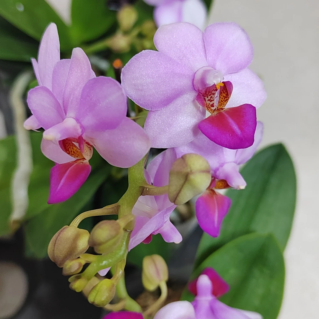 蝴蝶兰小粉花，2.8寸杯，带花剑，已开花