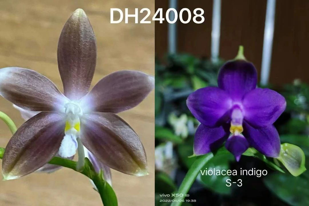 蝴蝶兰【24008】原生种，1.7寸杯宝宝苗，无花剑