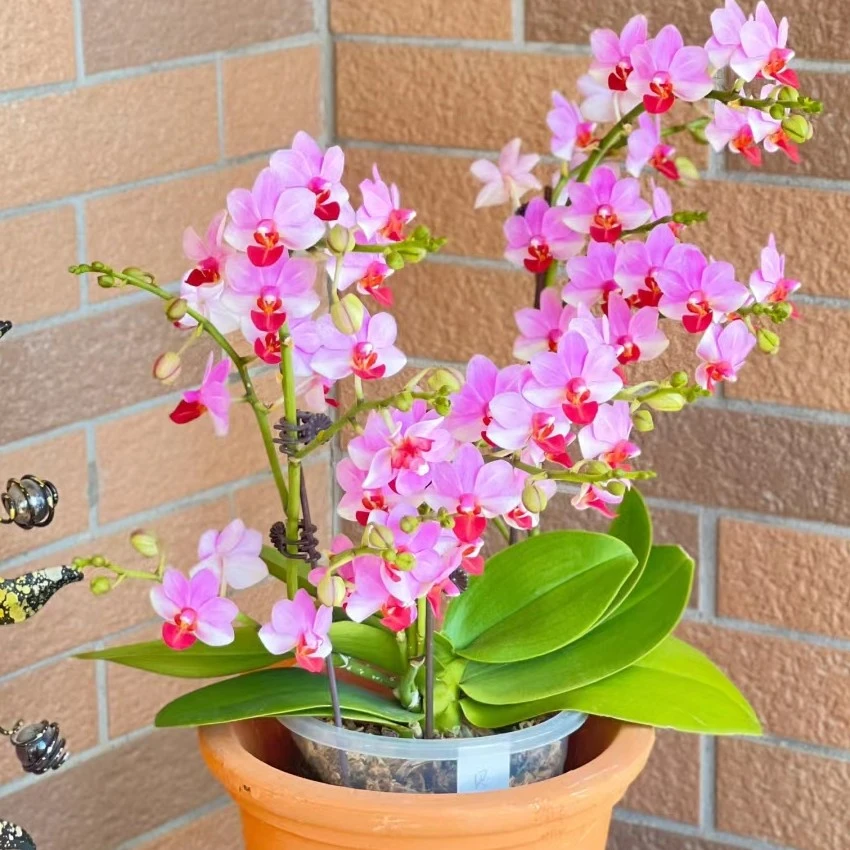 蝴蝶兰苗【贝瑞王子】3.0加高杯瑕疵苗处理，单花剑未开花