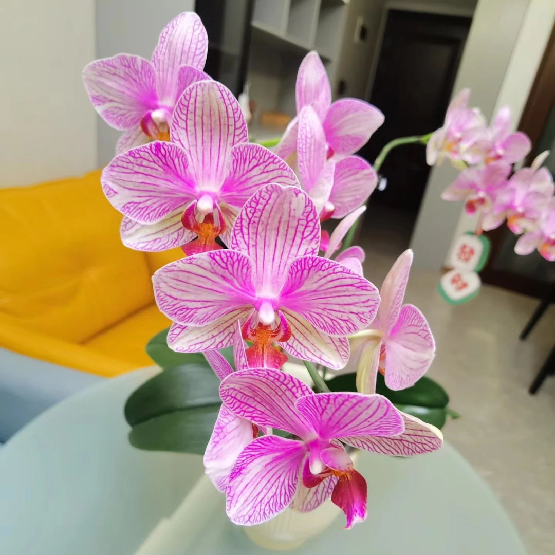 蝴蝶兰【超群水晶】瑕疵2棵，根系不好，有空根，2.8寸杯，单花剑未开花