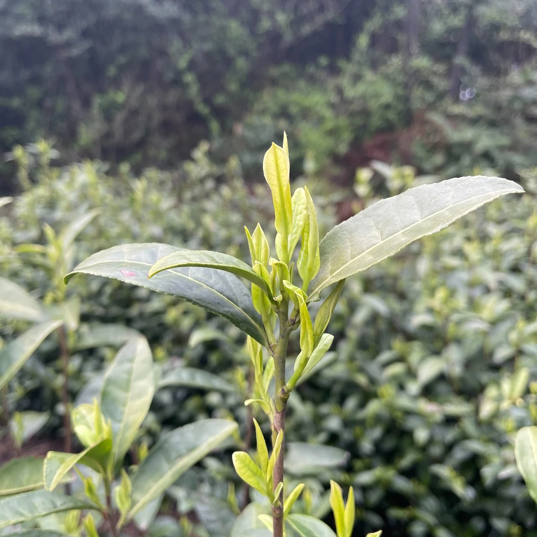 【小王山001】2025年新茶小王山原产地安吉高山白茶