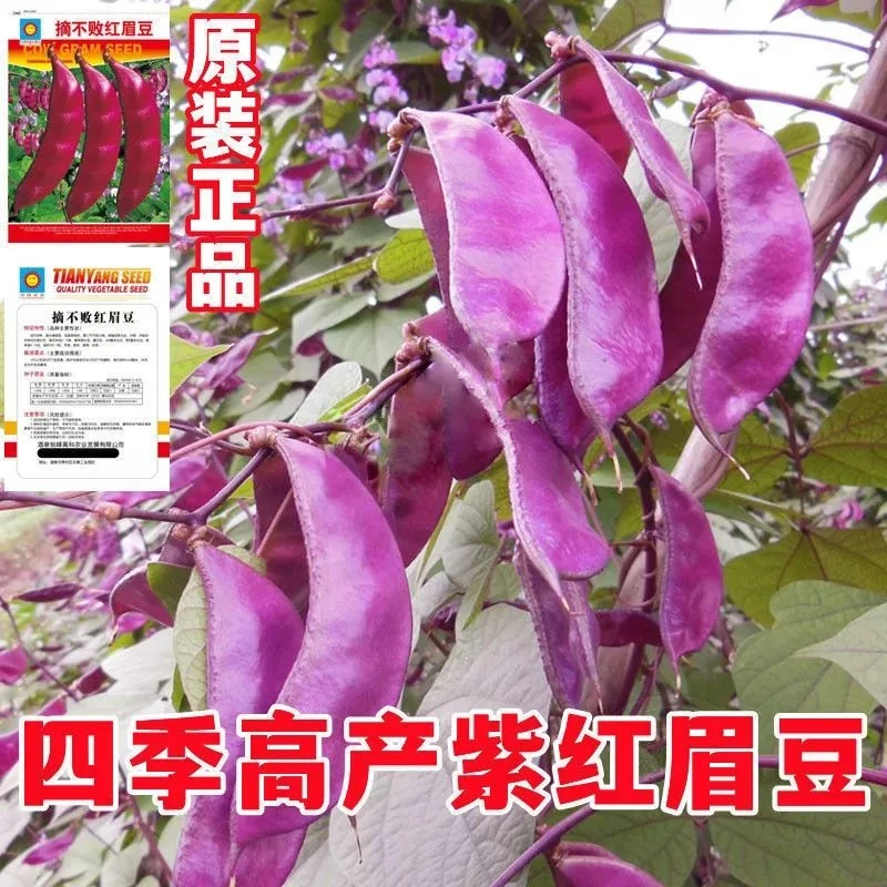 扁豆种子早熟高产四季红边眉豆角种籽紫眉豆梅豆春秋农家蔬菜种孑