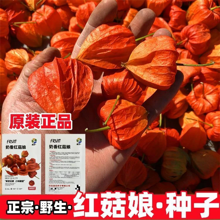 奶香红姑娘种子灯笼果种籽四季野生红菇娘水果种子阳台盆栽浆果甜