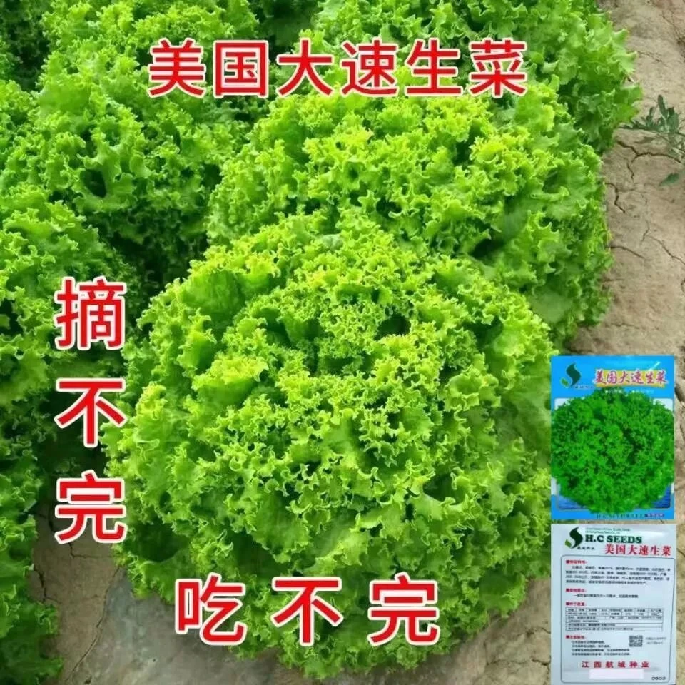美国大速生菜种子四季播种生菜易种植可盆栽生吃蔬菜种子耐热耐寒