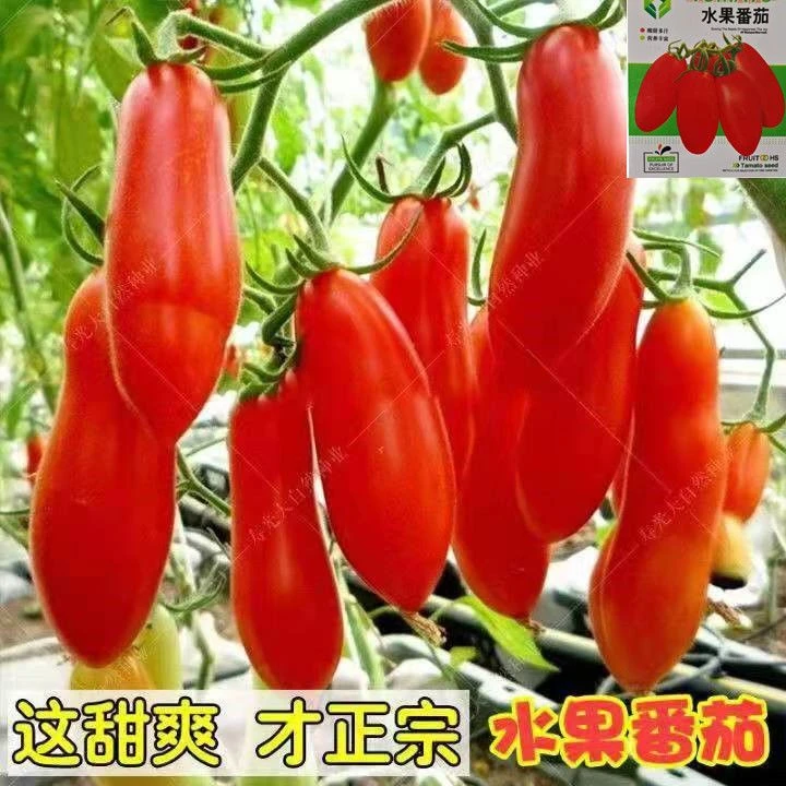 【生吃水果】四季奶油水果番茄种子长椭圆形水果味浓郁特甜口感