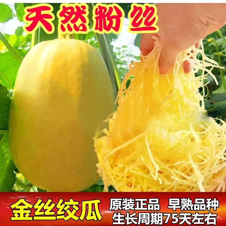 金丝搅瓜种子种籽苗丝瓜粉丝绞瓜黄金瓜西葫芦南瓜蔬菜秧苗孑茭瓜