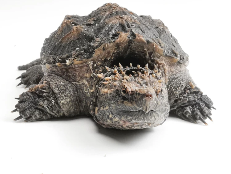 小龟苗原种纯佛超爆刺龟乌龟活物宠物龟水龟观赏龟小乌龟活体