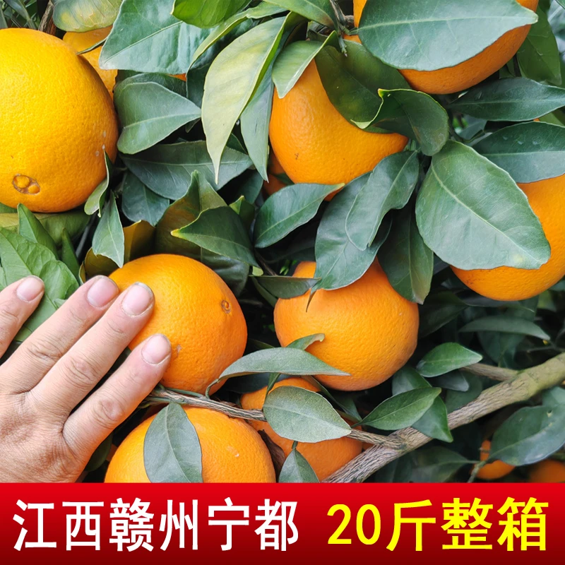 【赣南脐橙】20斤中果大果橙子新鲜水果香甜多汁果园江西赣州地区
