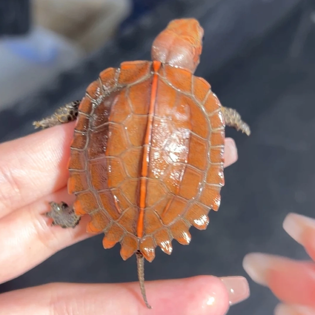 钜缘闭壳龟 陆养互动性好 请看商品详情 拍好开箱视频