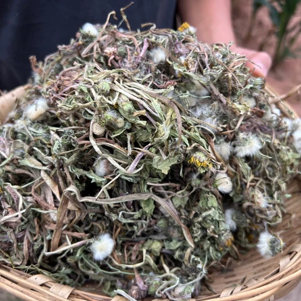 四川蒲公英下山货包邮泡水煲汤