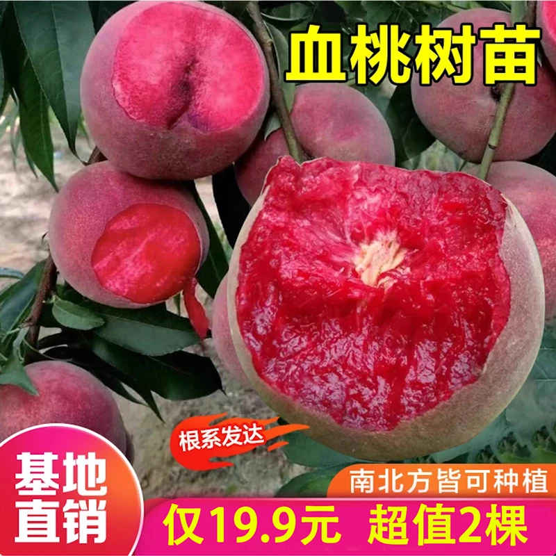 正宗嫁接血桃树苗盆栽地栽阳台庭院南方北方种植当年结果果树苗