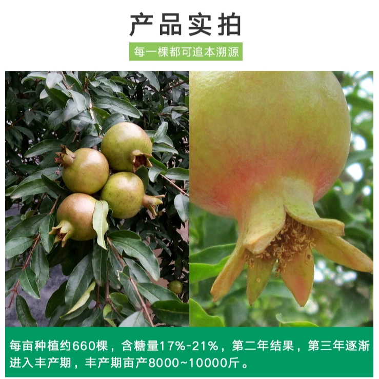 雅点突尼斯软籽石榴南北方种植大红袍石榴树苗