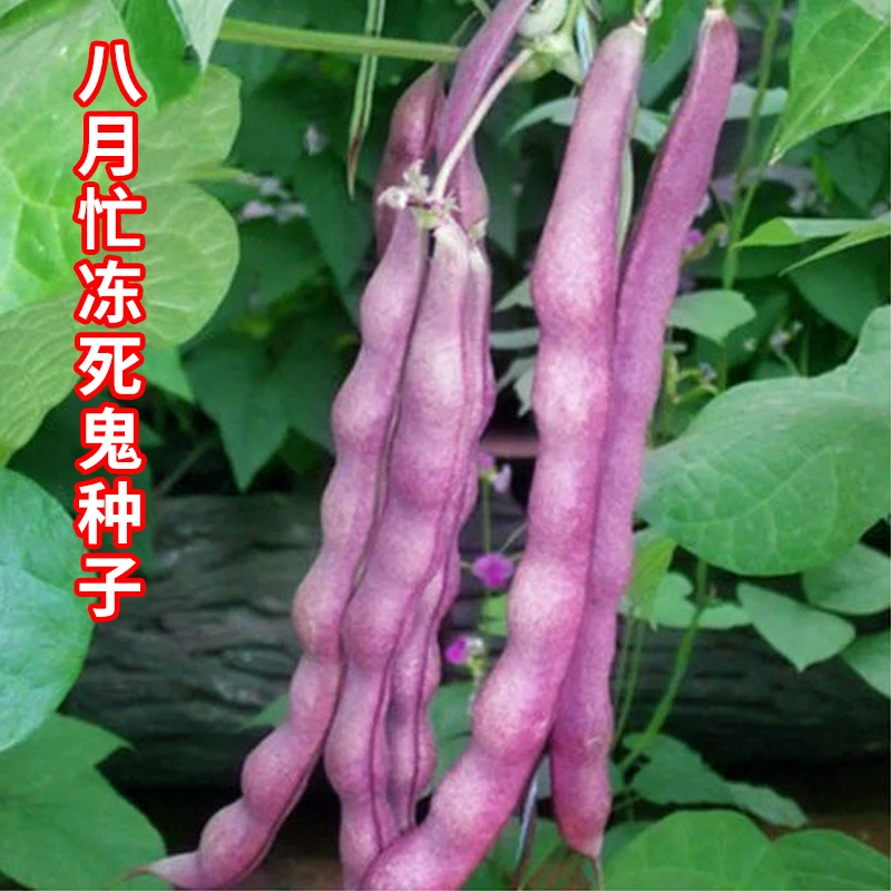 【满5包包邮】八月忙冻死鬼豆角种籽紫色四季豆芸豆豇豆菜豆种籽