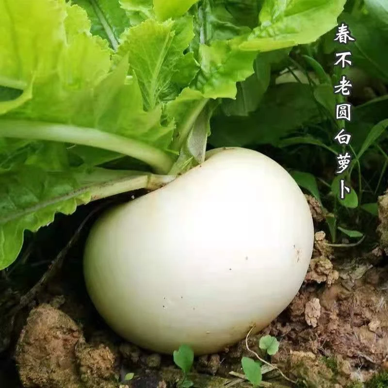 【满5包包邮】【圆白萝卜种子】春不老萝卜秋季四季蔬菜籽种水果