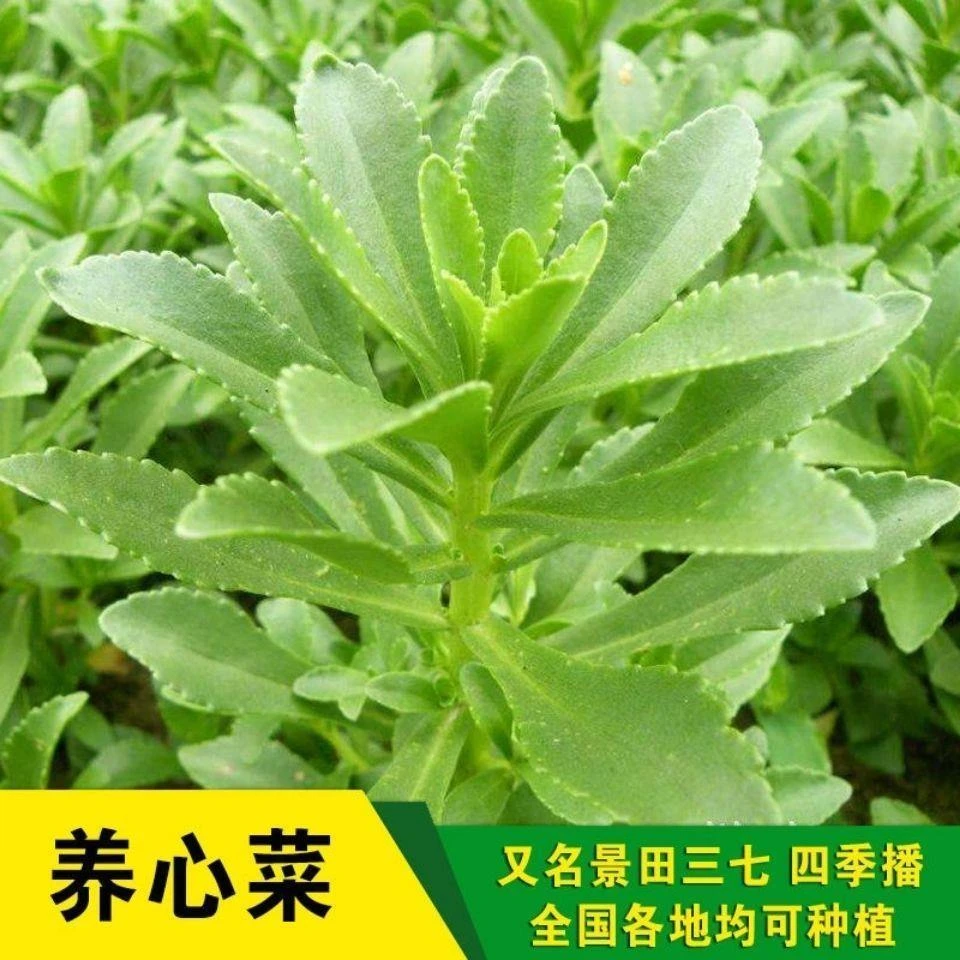 【满5包包邮】养心菜高钙救心菜种子可食用野菜四季播阳台盆栽特