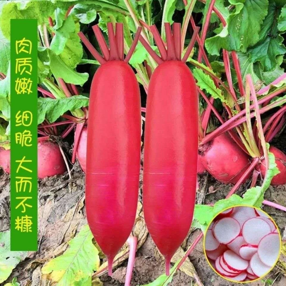 【满5包包邮】水萝卜籽春秋季红皮水果萝卜种子农家庭院阳台盆栽