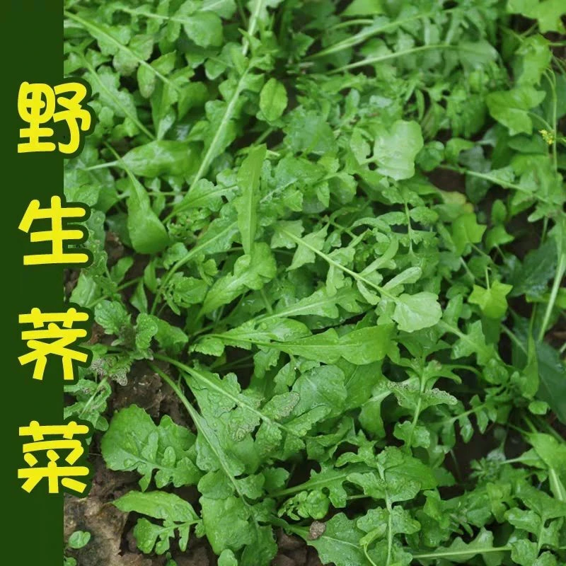 【满5包包邮】荠荠菜种子大叶四季菜籽香蔬菜种籽孑菜种野菜芨芨