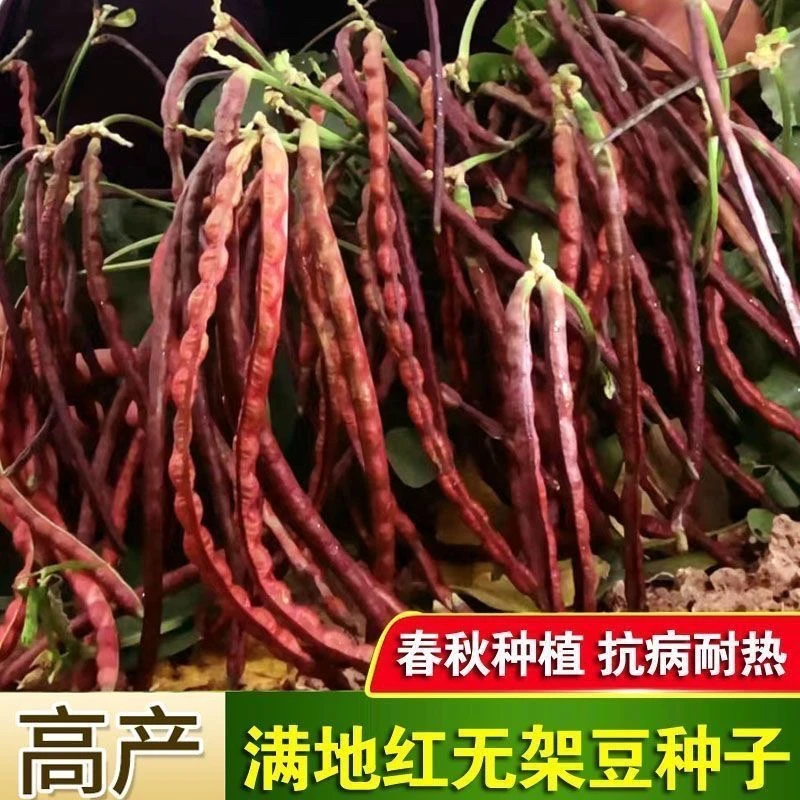 【满5包包邮】红无架豆种子春秋不搭架红豇豆种籽种四季豆角扁豆