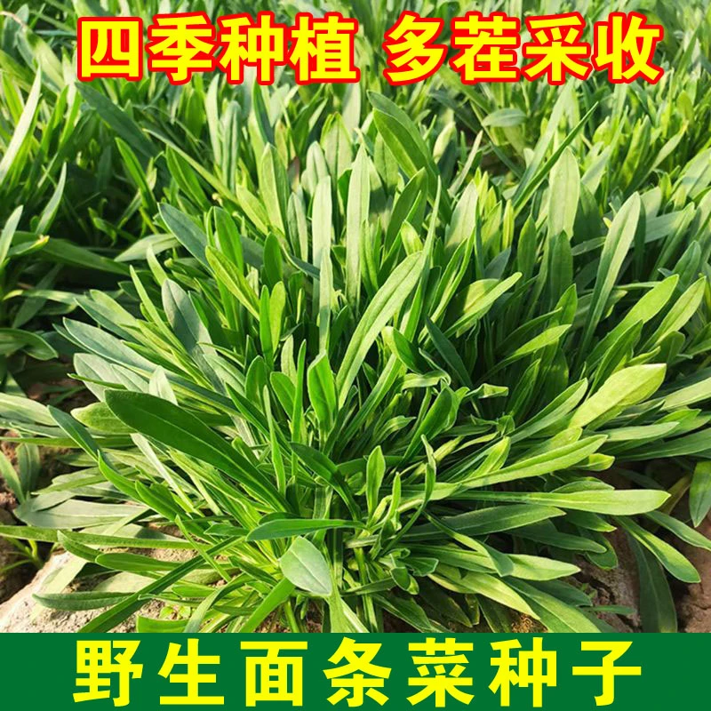 【满5包包邮】面条菜种子种籽孑菜蔬菜春季籽种盆栽菜籽四季菜青菜