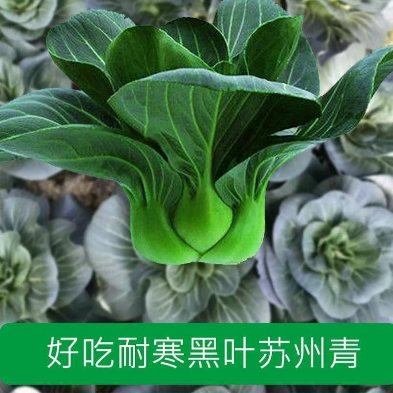 【满5包包邮】苏州青蔬菜种孑矮脚黑叶大青菜种籽大全四季春季上