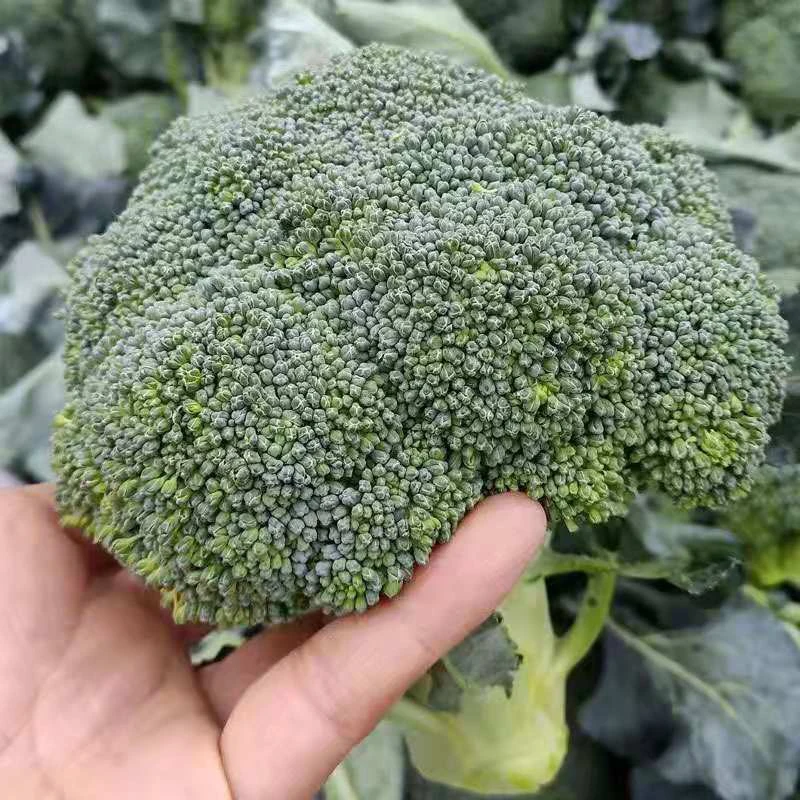 【满5包包邮】西兰花种籽西兰花种子苗曼陀绿青花菜四季种籽菜花