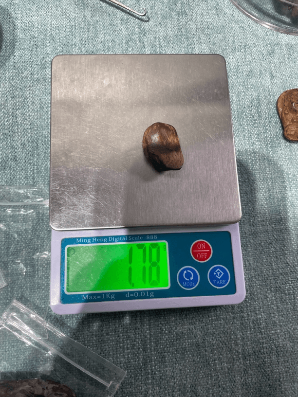 印尼巴布亚小料子