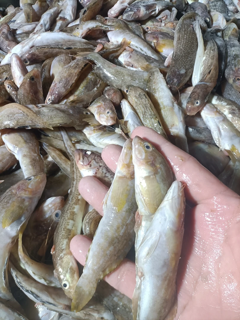 小海杂鱼5斤，个小不查条数，嫌小勿拍！