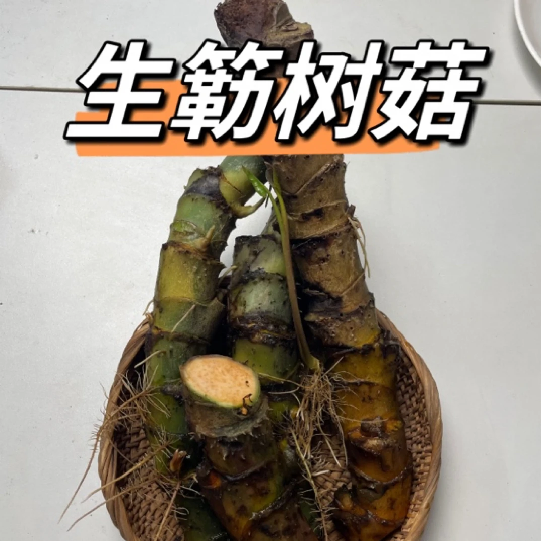 广东野生生簕树菇