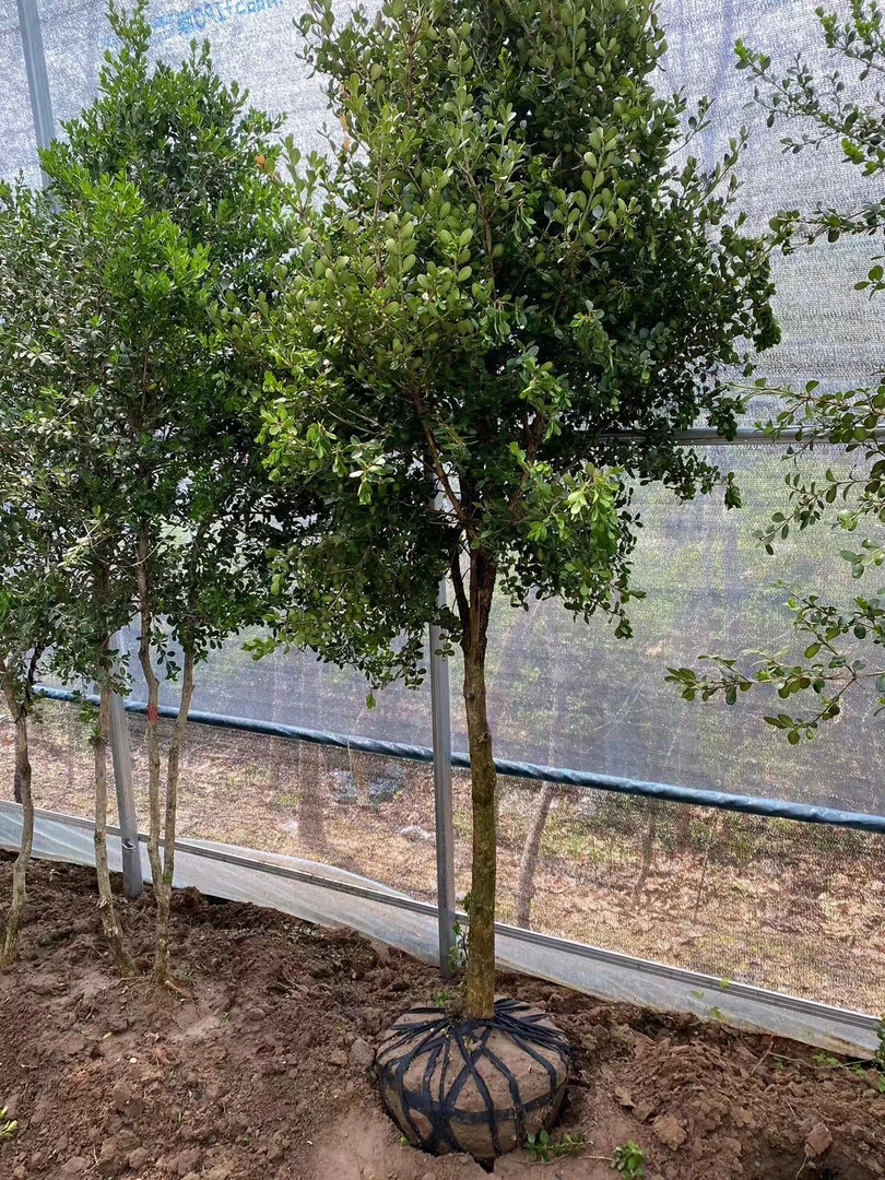 瓜子黄杨黄杨树庭院植物棒棒糖型瓜子黄杨耐寒四季常青独杆黄杨树