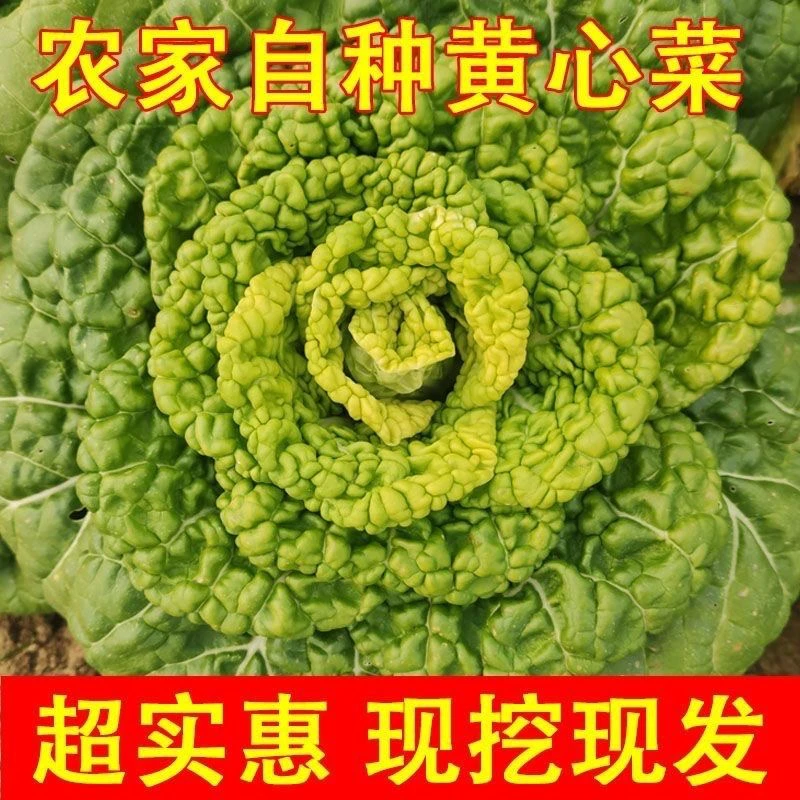 365河南冻霜黄心菜冻霜乌塌菜泡泡菜农家自种新鲜蔬菜5斤包邮