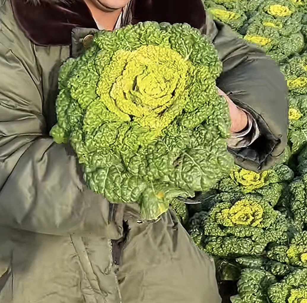 【静静娘家黄心菜】霜打黄心乌塌菜泡泡菜农家自种新鲜蔬菜5斤包邮