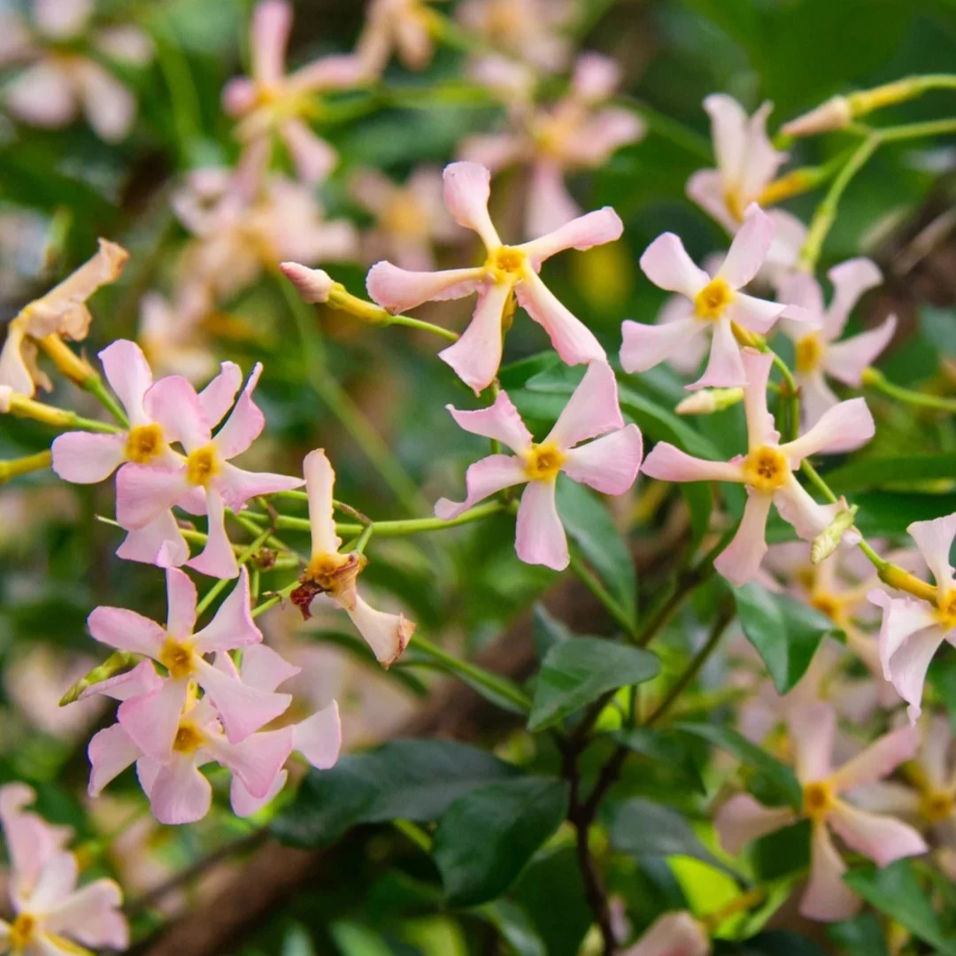 【风车茉莉】茉莉托斯卡纳粉色洗礼开花芳香爬藤植物